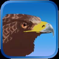 Eagle Hunting Journey