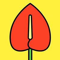 红掌花(转发赚钱)