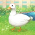 饲养小黄鸭(Duck)游戏