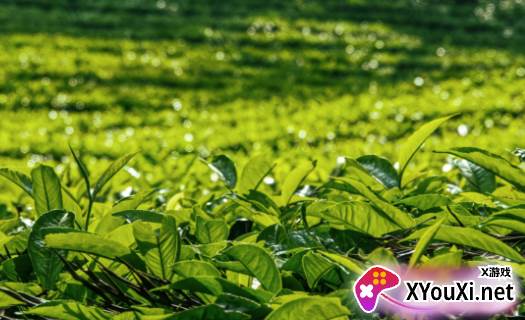 红人跟拍官方版下载
