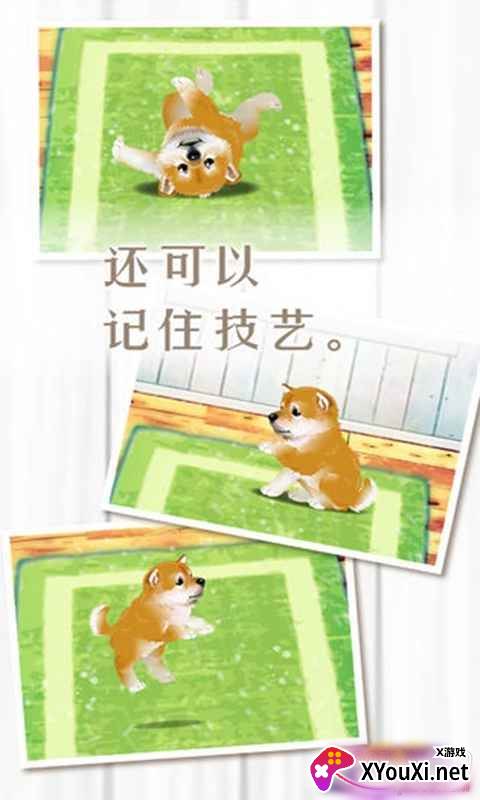 养育柴犬的治愈游戏汉化单机版截图